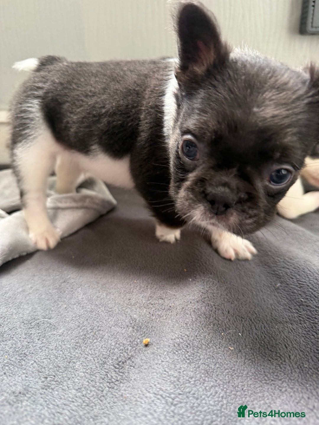 French Bulldog dogs for sale: Fluffy French Bulldogs 4 boys left  - Image 18