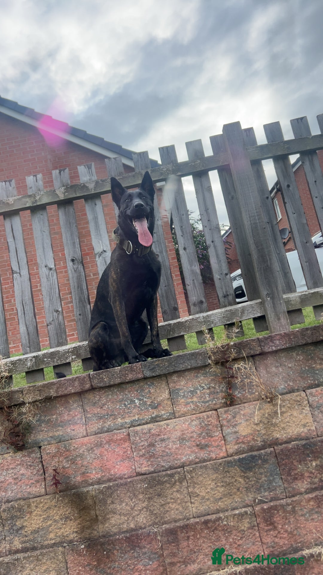 Belgian Shepherd Dog dogs for sale: Dutch Herder - Image 5