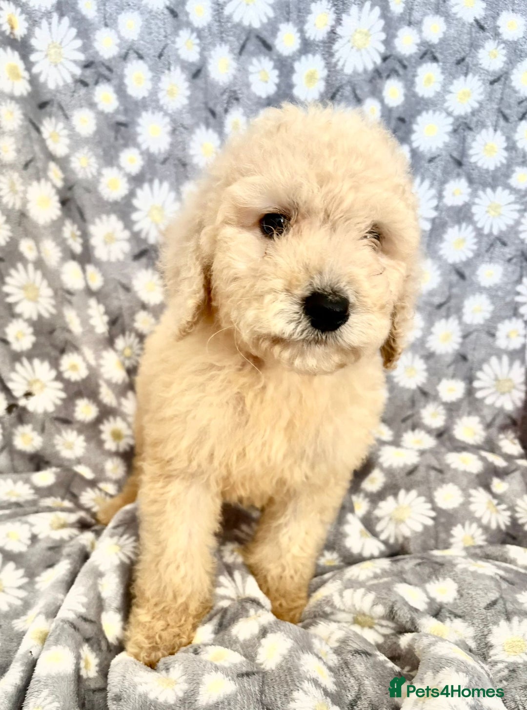 Bernedoodle dogs for sale: Bernedoodle standard F1b pups fluffy teddy bears - Advert 24