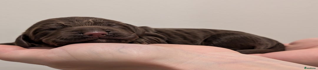 Chocolate - Cocker Spaniel Puppy 6