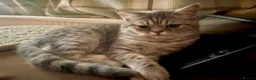 Mixed Breed cats for sale: Silver Tabby Exotic Kittens For Sale - Advert 2