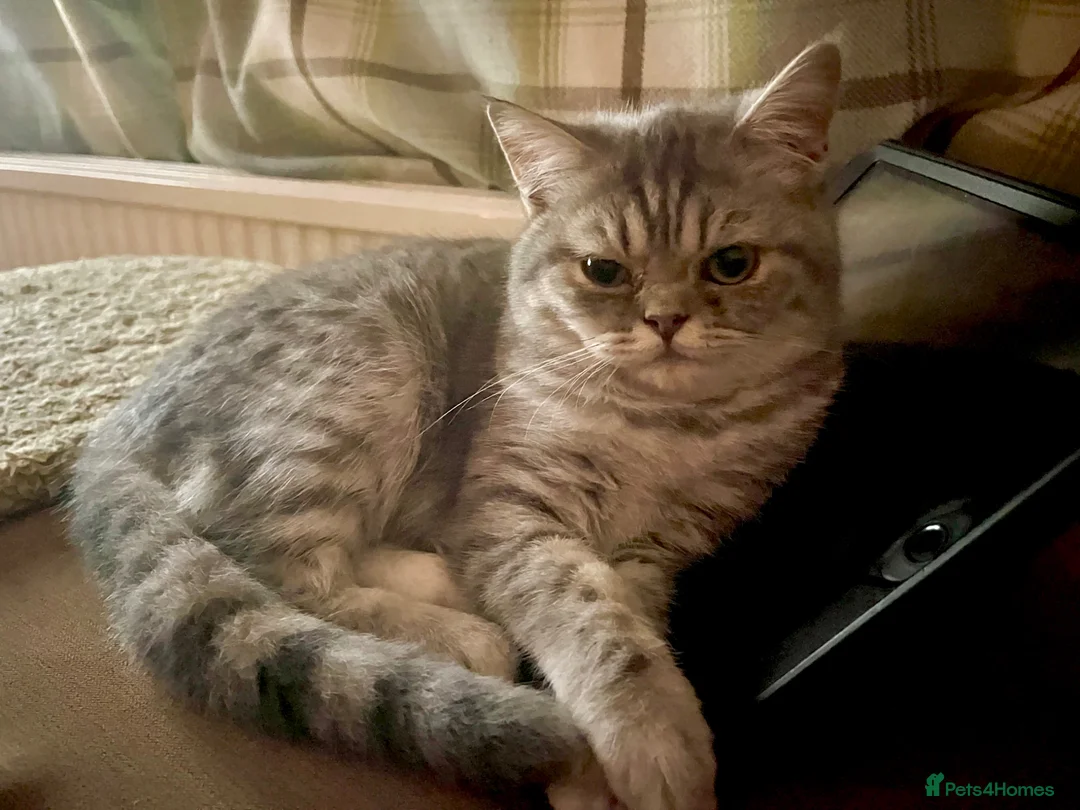 Mixed Breed cats for sale: Silver Tabby Exotic Kittens For Sale - Advert 2