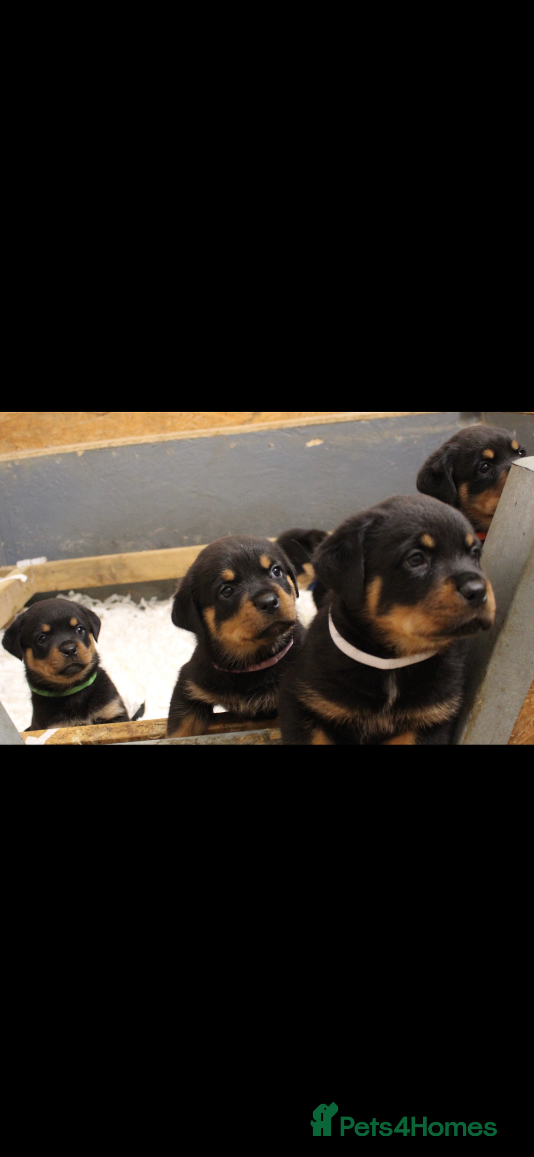 Rottweiler dogs for sale: Stunning Rottweiler Puppies  - Advert 18