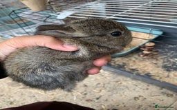 Netherland Dwarf rabbits for sale: Gorgeous Netherland Dwarf Rabbits - Ready in Sept - Image 13