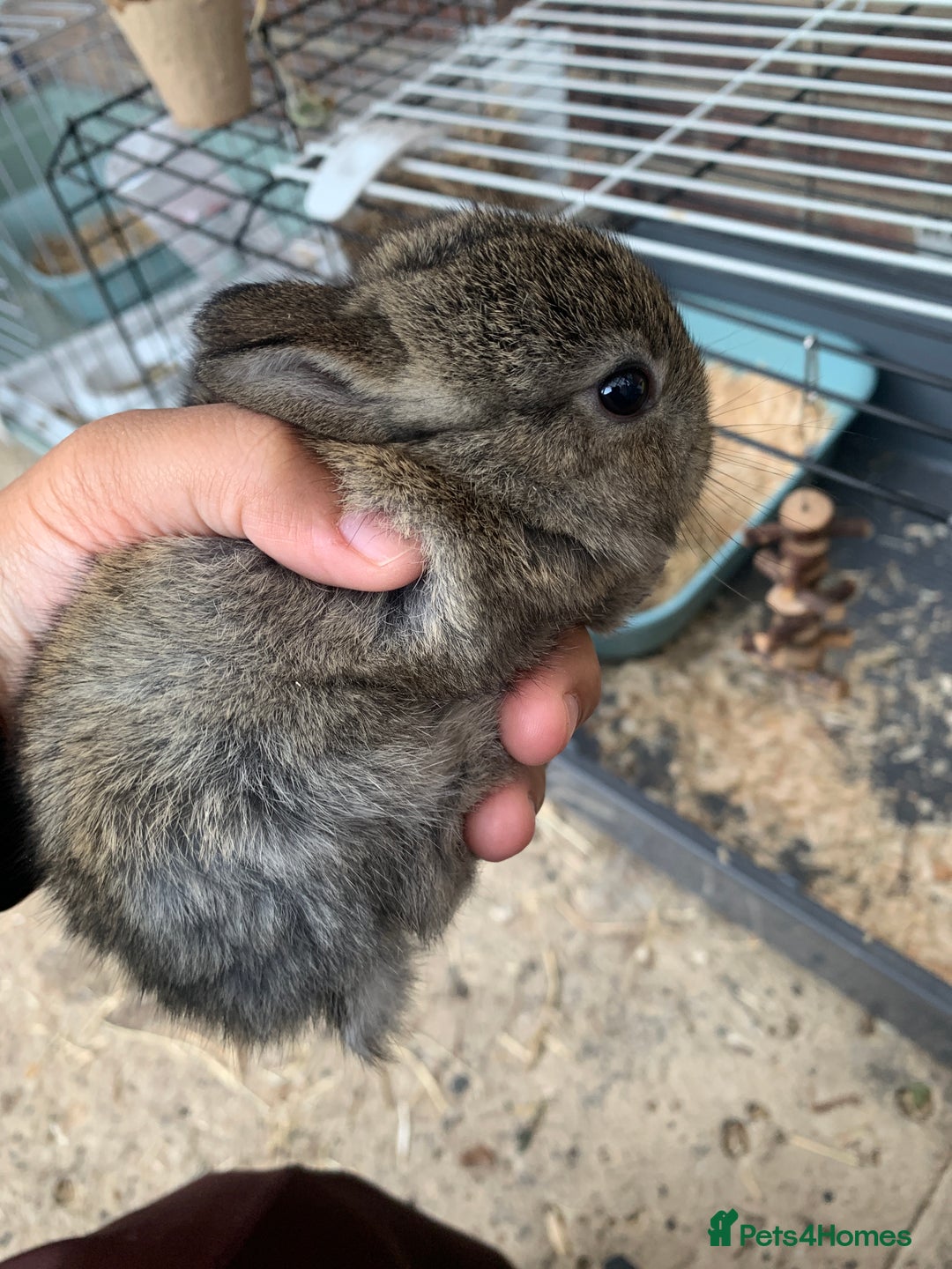 Netherland Dwarf rabbits for sale: Gorgeous Netherland Dwarf Rabbits - Ready in Sept - Image 13