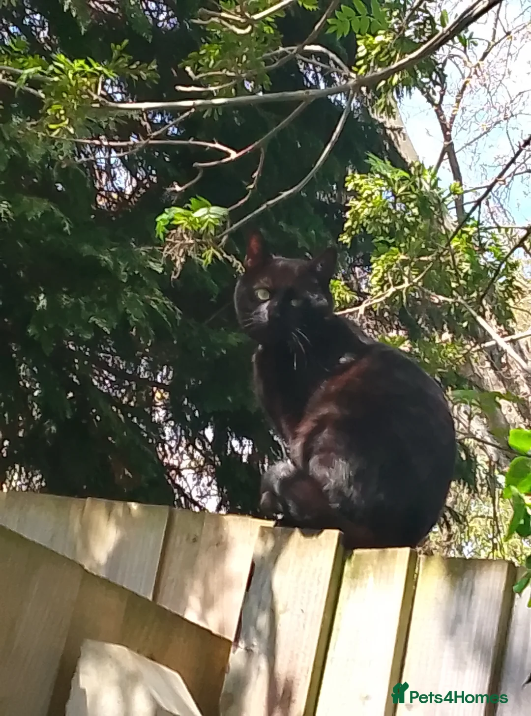 Bombay cats for sale: Beautiful 3 year old Bombay male in Northampton - Advert 1