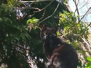 Bombay cats Beautiful 3 year old Bombay male - Advert 3