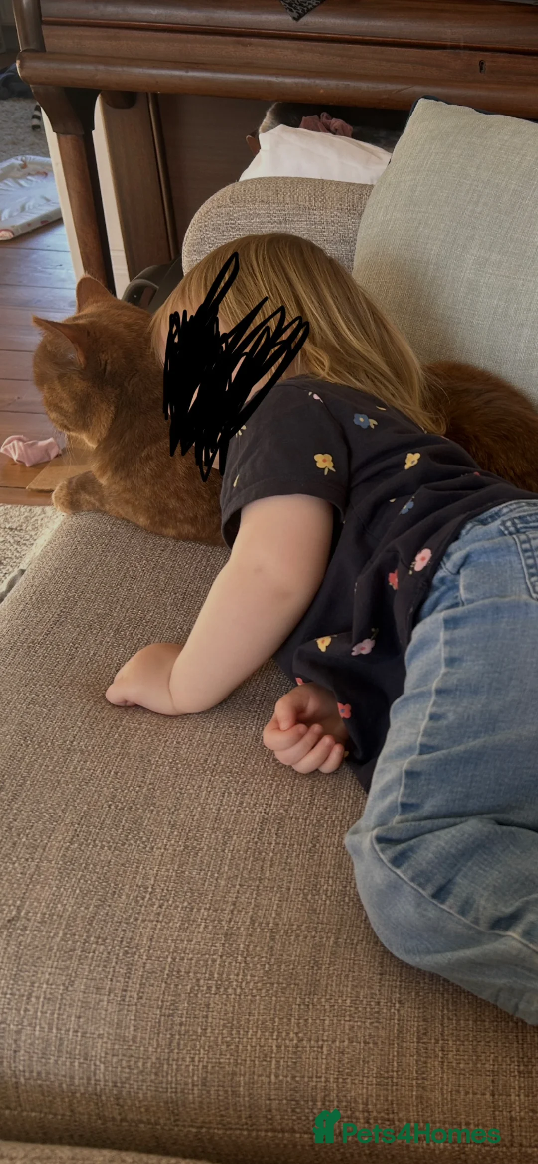 Selkirk Rex cats for sale: Pedigree Selkirk Rex girl needing new home in Perth - Advert 3