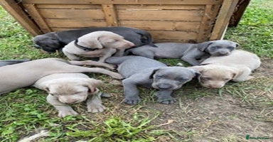 Weimaraner dogs - Advert 2