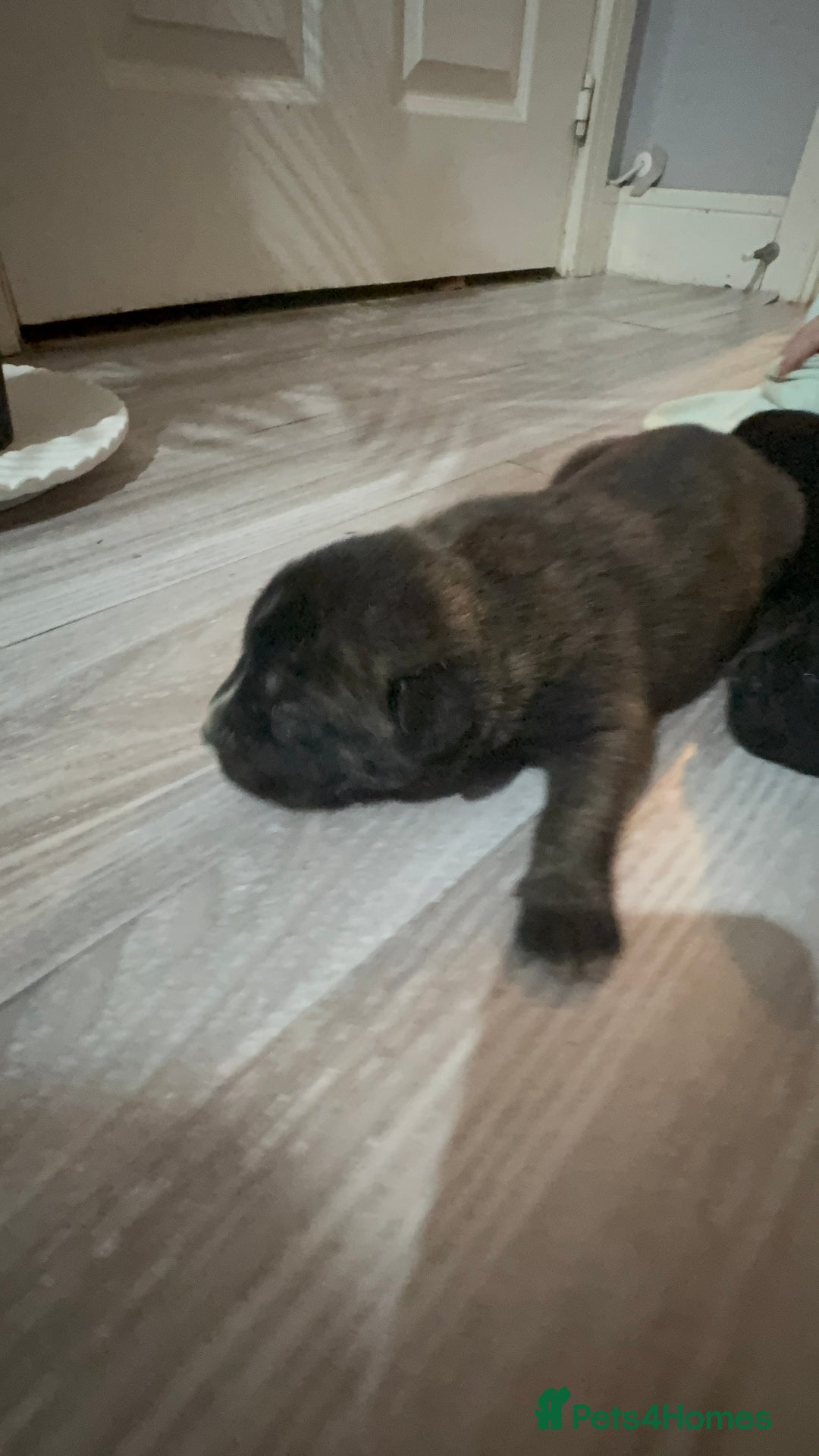 Mixed Breed dogs for sale: Cane corso x Akita  - Advert 7