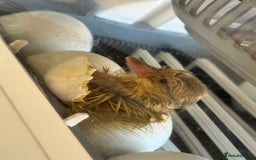 Ducks poultry for sale: Welsh Harlequin Pure - Image 1