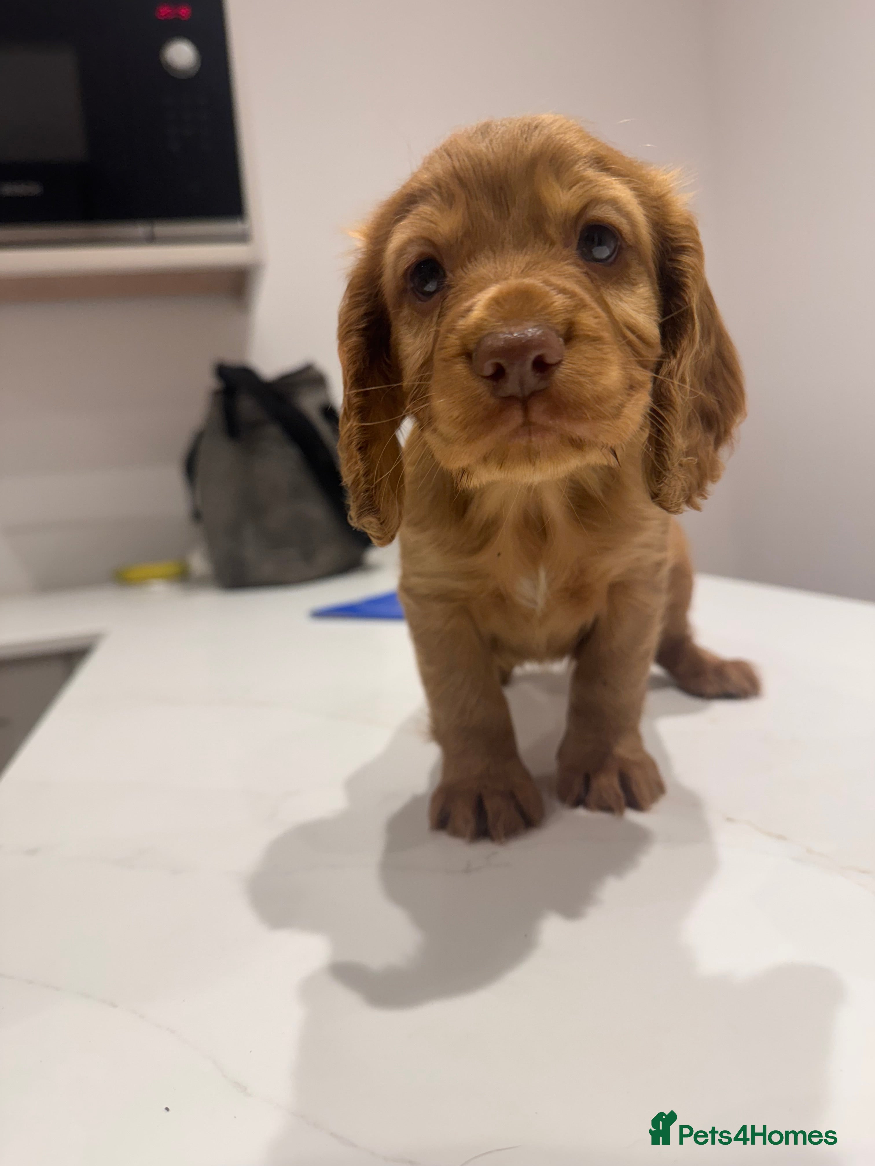 Cocker Spaniel dogs BEAUTIFUL Working Cocker Spaniels - Advert 2