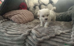 Cockapoo dogs for sale: Last pure white cockapoo  in Barnsley - Image 14