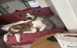 Mixed Breed dogs for sale: Whippet x Collie called Neo - Image 4
