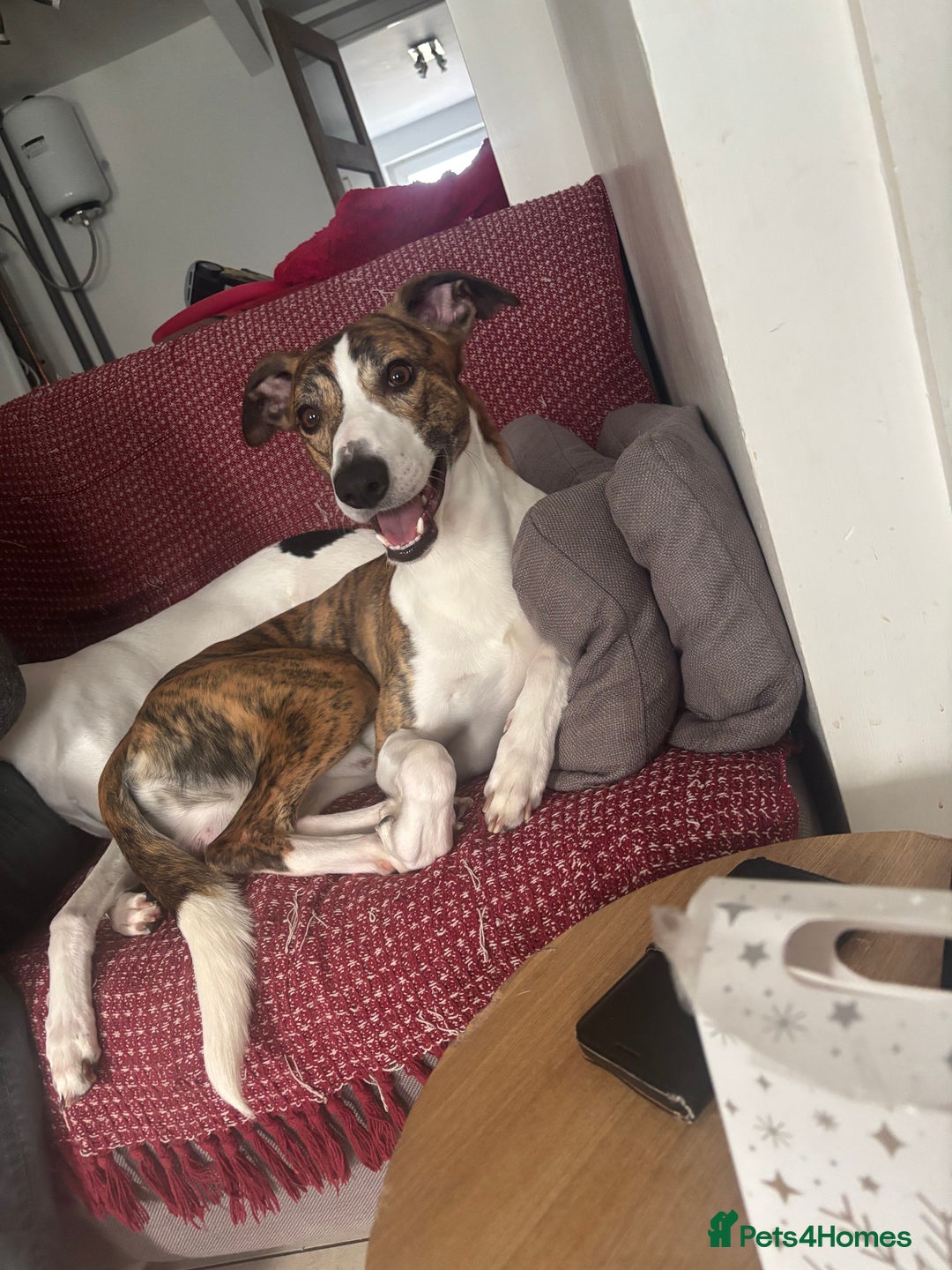 Mixed Breed dogs for sale: Whippet x Collie called Neo - Image 4