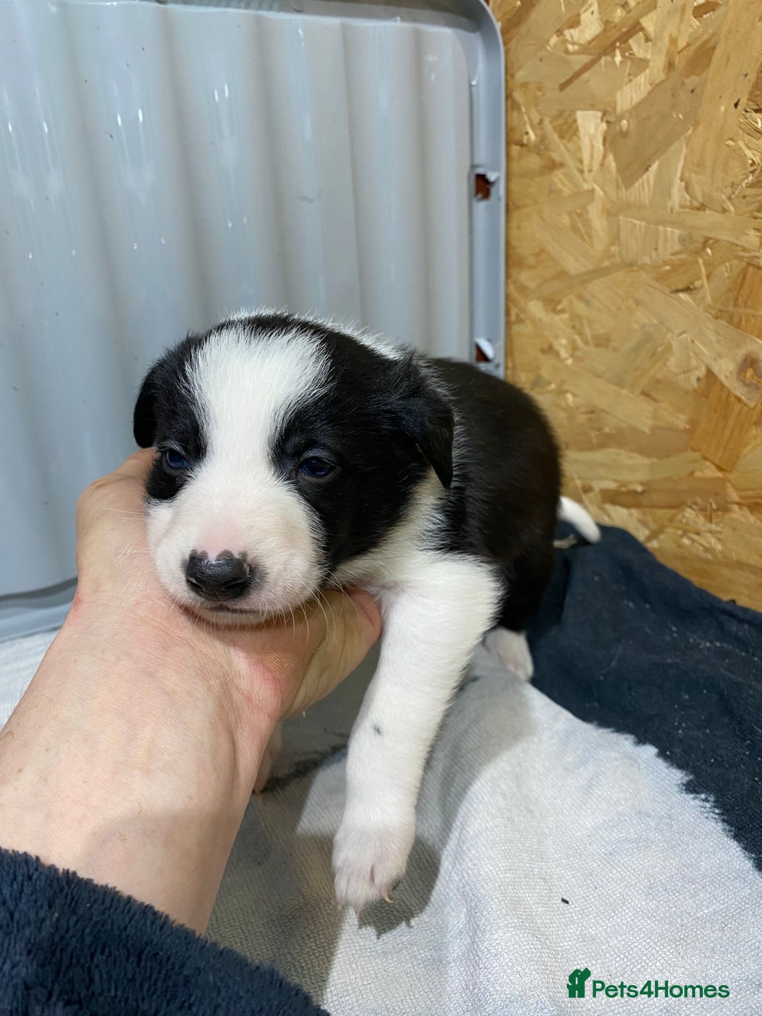 Border Collie dogs for sale: Beautiful border collie pups  - Advert 14