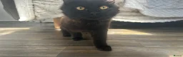 Mixed Breed cats for sale: Sweet male kitten in Birmingham - Advert 3