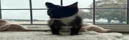 Mixed Breed cats for sale: Very very friendly black & white kitten  - Advert 1