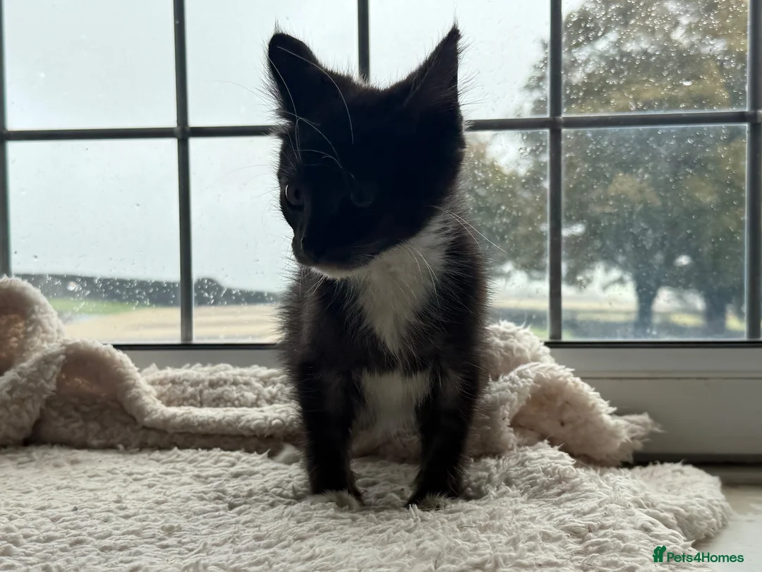 Mixed Breed cats for sale: Very very friendly black & white kitten  - Advert 1