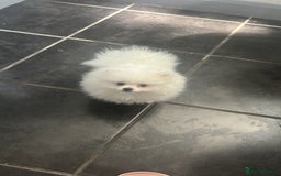 Pomeranian dogs for sale: ICE white Pomeranian girl READY NOW  - Image 5