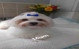 Maltipoo dogs for sale: Maltipoo - Image 14