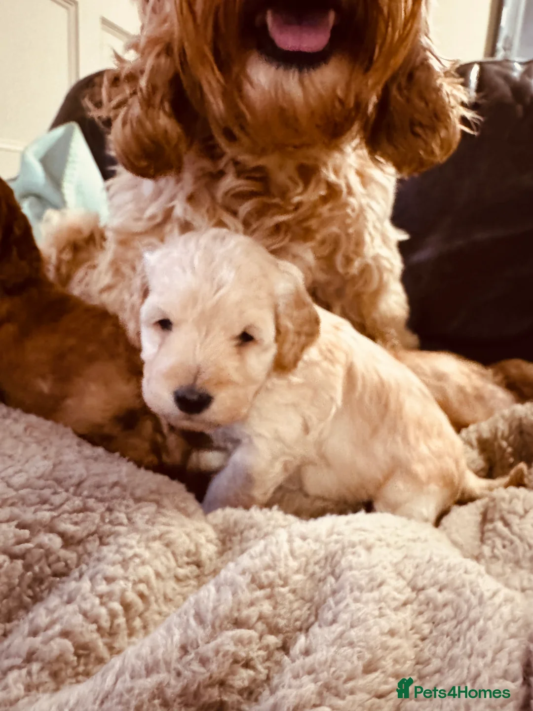 Cockapoo dogs for sale: Cockapoo F1b toy  - Advert 5