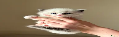 Sugar