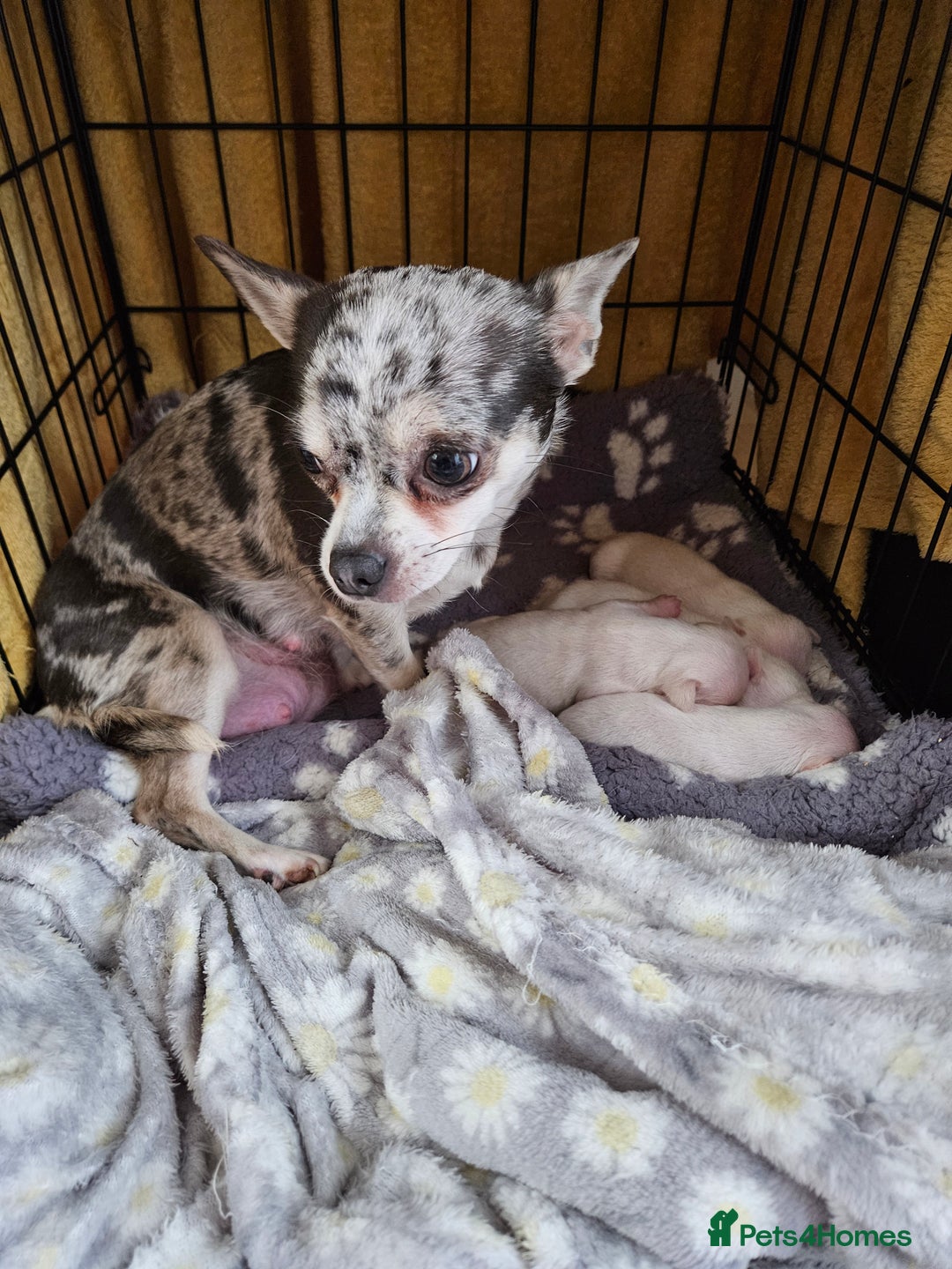 Chihuahua dogs for sale: Pure Snow White  Female Chihuahuas  - Advert 4