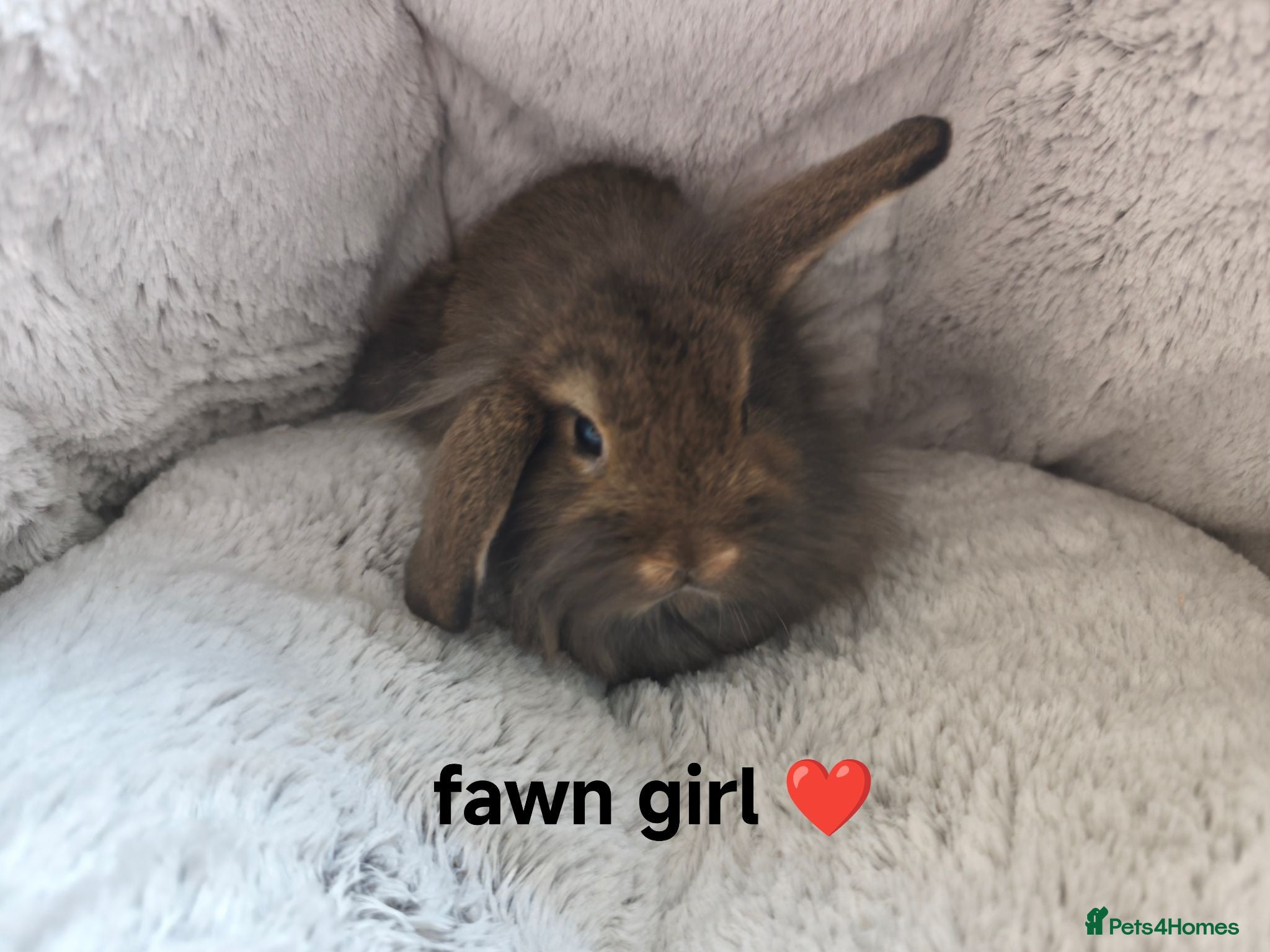 Mini Lop rabbits Stunning Mini Lion Lops - Advert 2