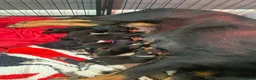 Rottweiler dogs for sale: Rottweiler  in Derby - Advert 8