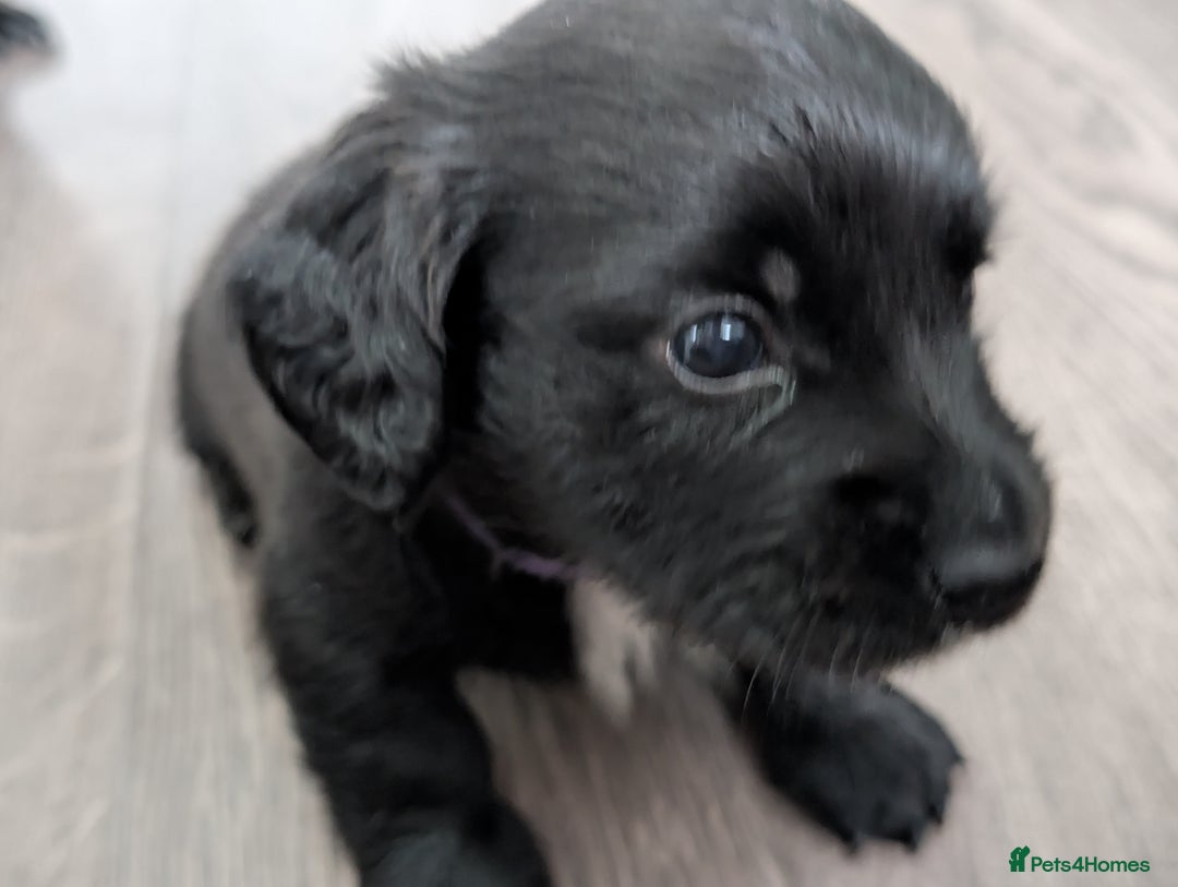 Dachshund dogs for sale: Dachshund x puppies male 2x long haired  - Image 25
