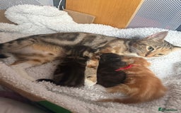 Mixed Breed cats for sale: 3 boy kittens - Image 1