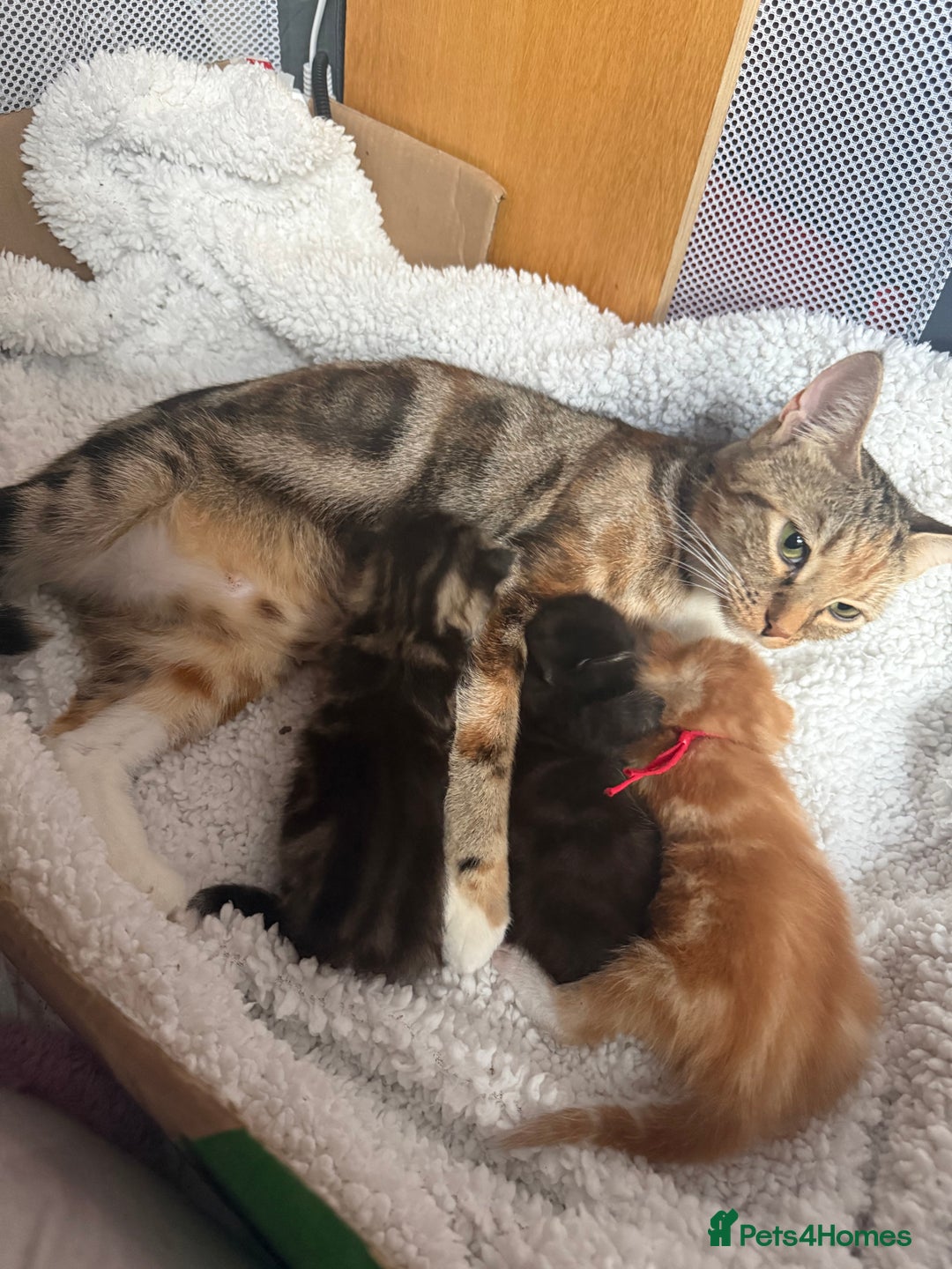 Mixed Breed cats for sale: 3 boy kittens - Image 1