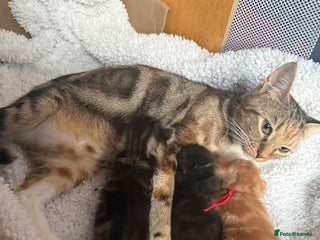 Mixed Breed cats for sale - Advert 2