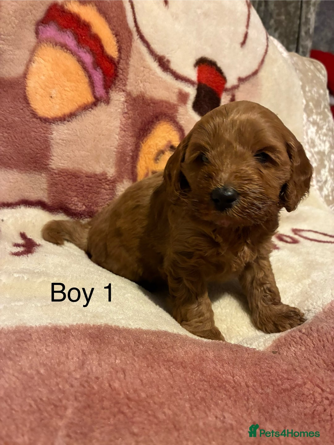 Cockapoo dogs for sale: Cockapoo puppy’s  - Advert 7