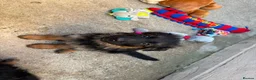 German Shepherd dogs for sale: KC German Shepherd puppies  - Advert 19