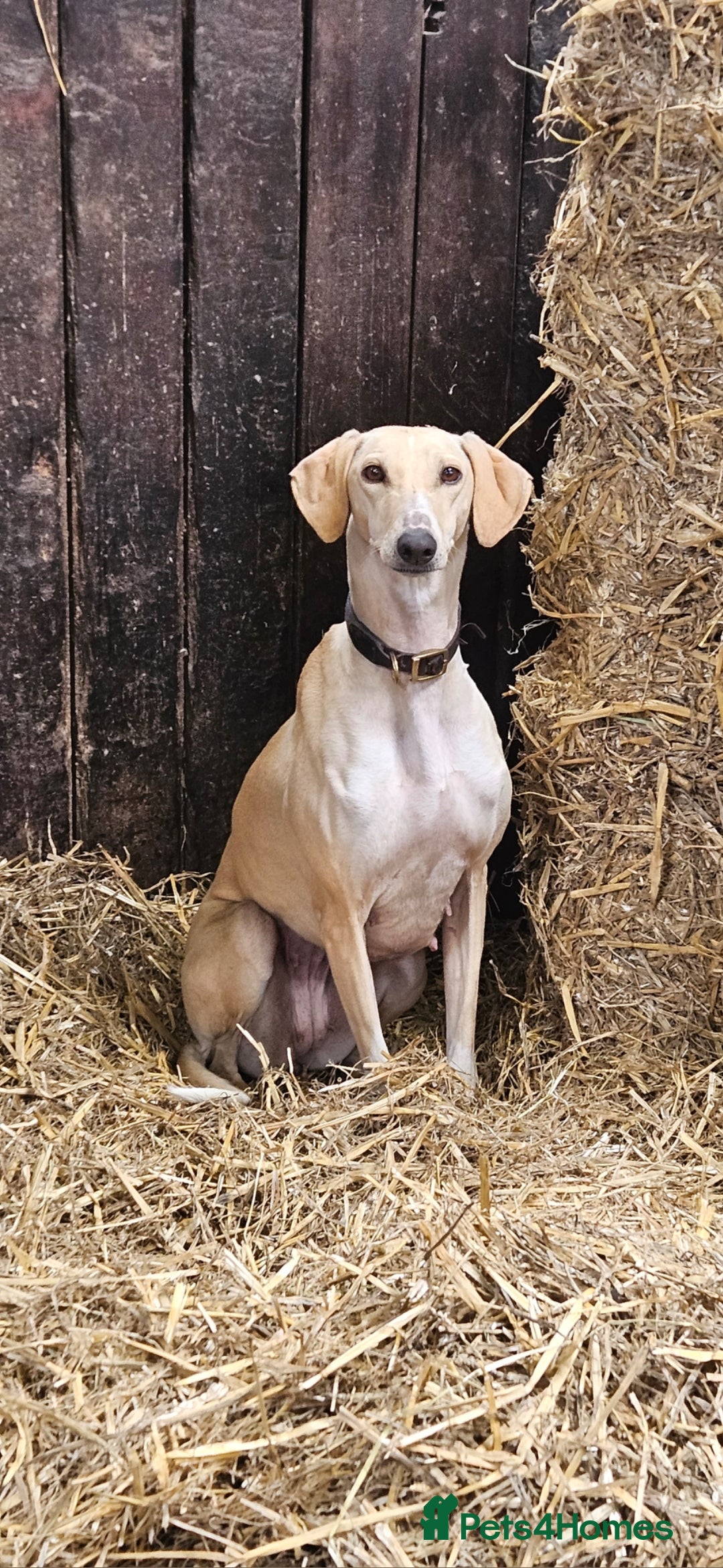 Mixed Breed dogs for sale: Beautiful Sydney ❤️ - Image 5