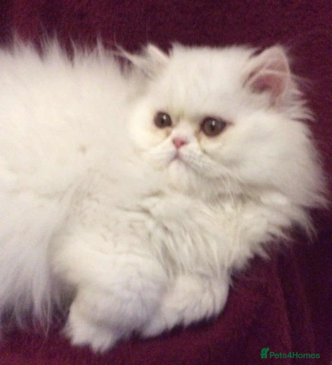 Persian cats for sale: White Persian Male Kitten - Advert 4