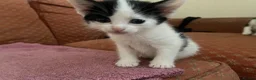 Mixed Breed cats for sale: Kittens ready  in Swansea - Advert 4