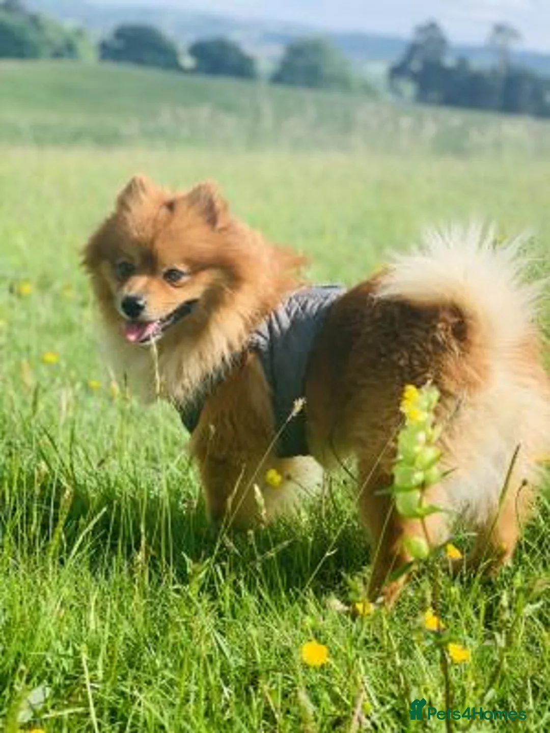 Pomeranian dogs for sale: lovely and intelligent Pomeranian girl - Advert 3