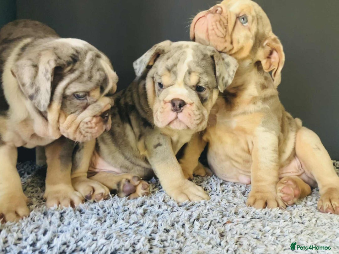 English Bulldog dogs for sale: READY NOW LILAC MERLE ENGLISH BULLDOG BOY in Gunnislake - Image 20