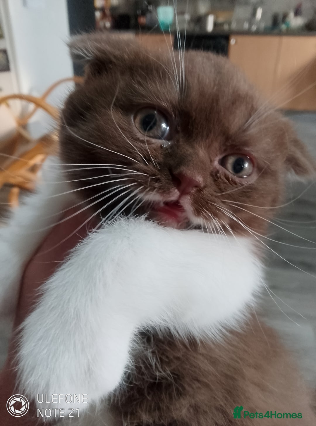British Shorthair cats for sale: Last black boy  Teddy bear BSH - Image 9