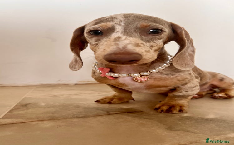 Miniature Dachshund dogs - Advert 8