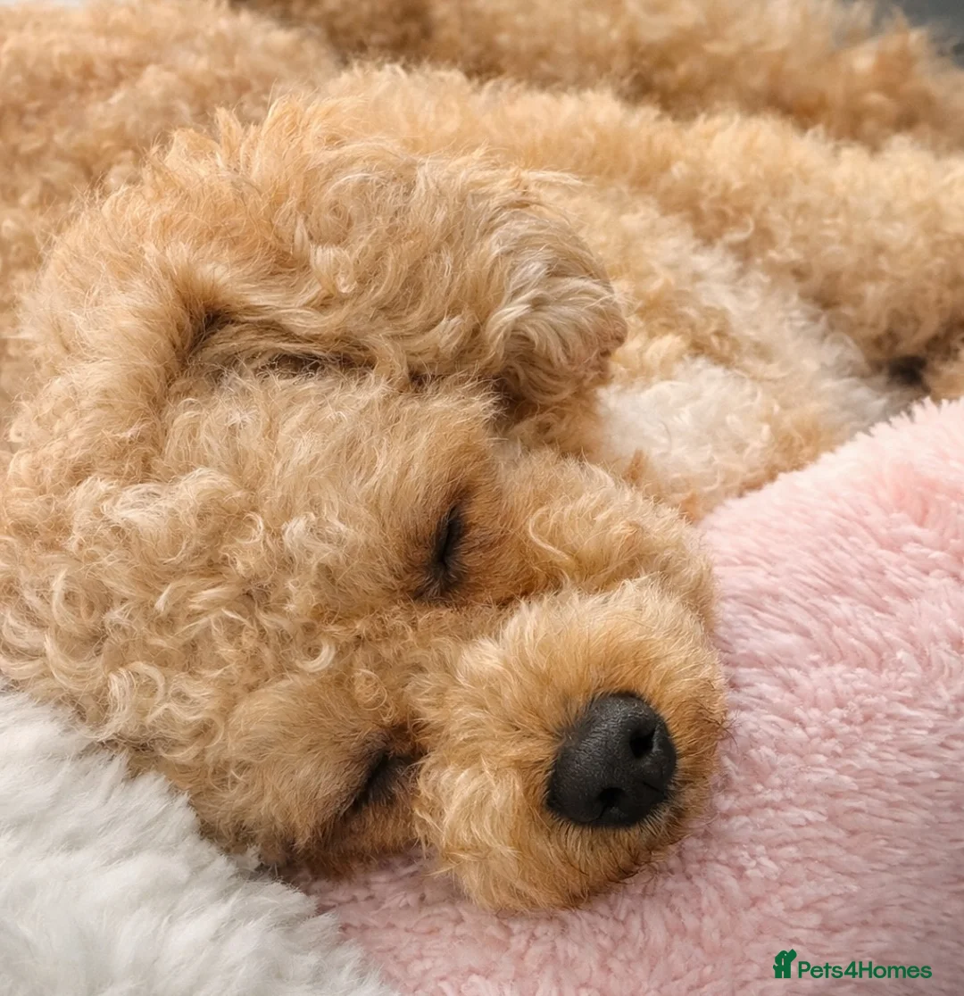 Toy Poodle dogs for sale: 🐾 Affectionate Toy Poodle Needs Loving Home 🐾 in London - Advert 2