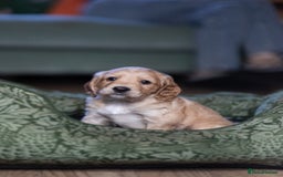 Cockapoo dogs for sale: UNIQUE SABLE BOY READY TO GO ✨ - Image 22