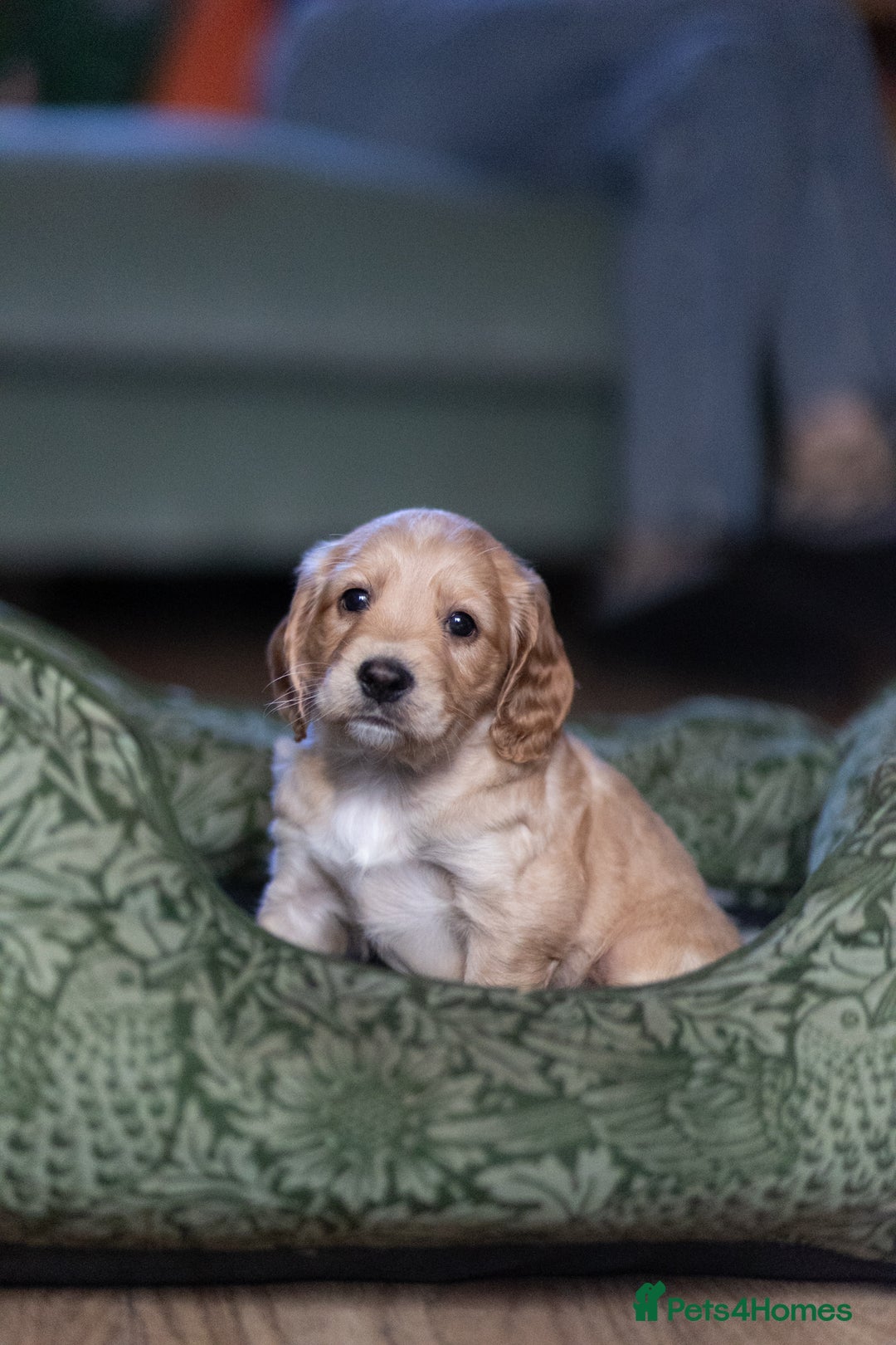 Cockapoo dogs for sale: UNIQUE SABLE BOY READY TO GO ✨ - Image 22