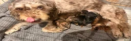 Cockapoo dogs for sale: Beautiful F1b sable cockapoos for sale  - Advert 23