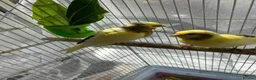 Canaries birds for sale: 3 baby canaries  - Advert 2