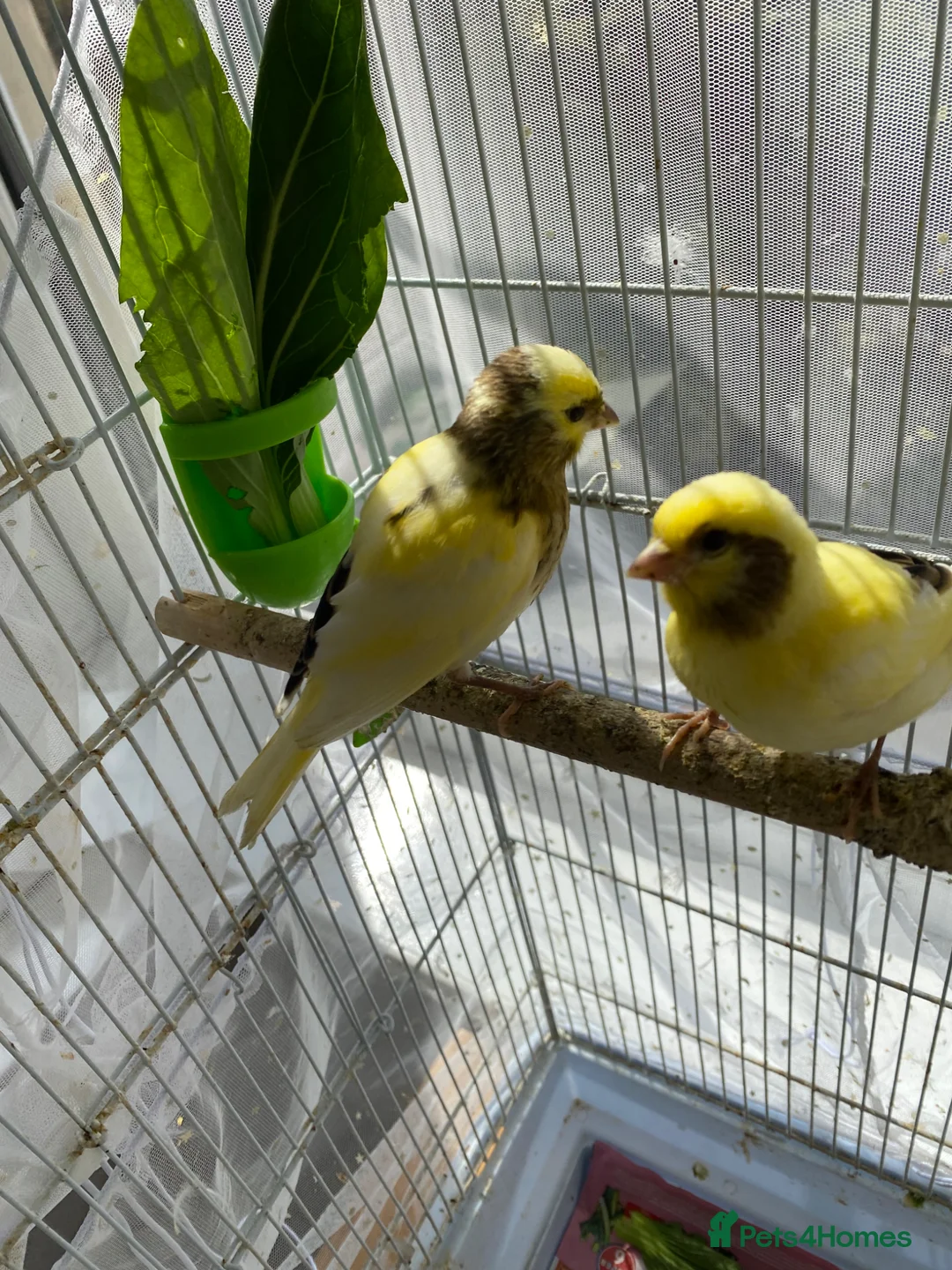 Canaries birds for sale: 3 baby canaries  - Advert 2