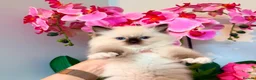 Ragdoll cats for sale: Premium Quality✨️🏆 TICA Reg European Ragdolls 🩷  - Advert 10